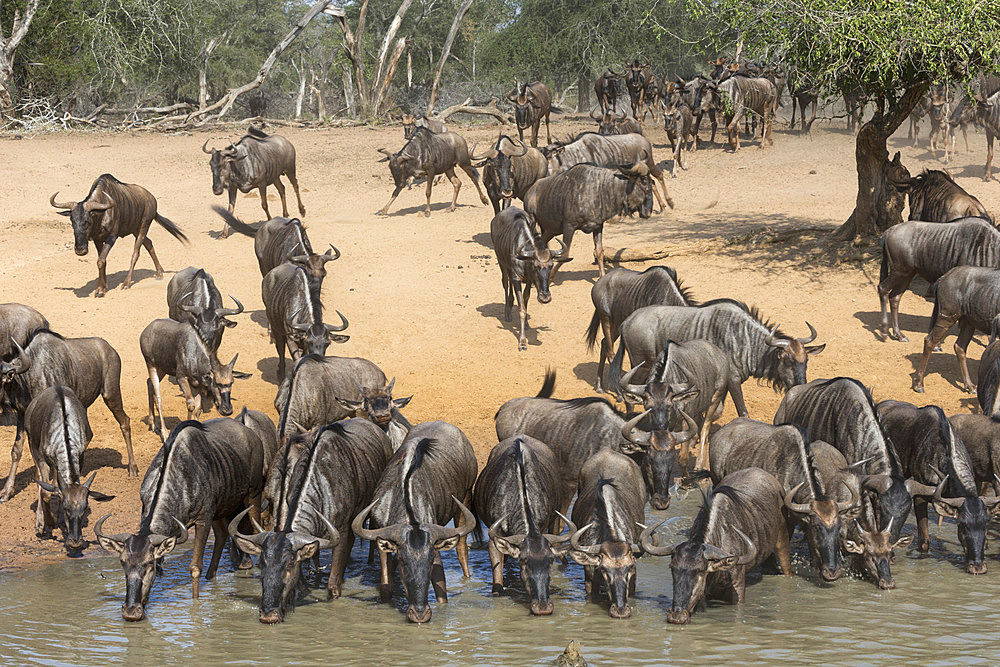 Common (blue) wildebeest (gnu) (Connochaetes taurinus), Mkhuze game reserve, KwaZulu-Natal, South Africa, Africa