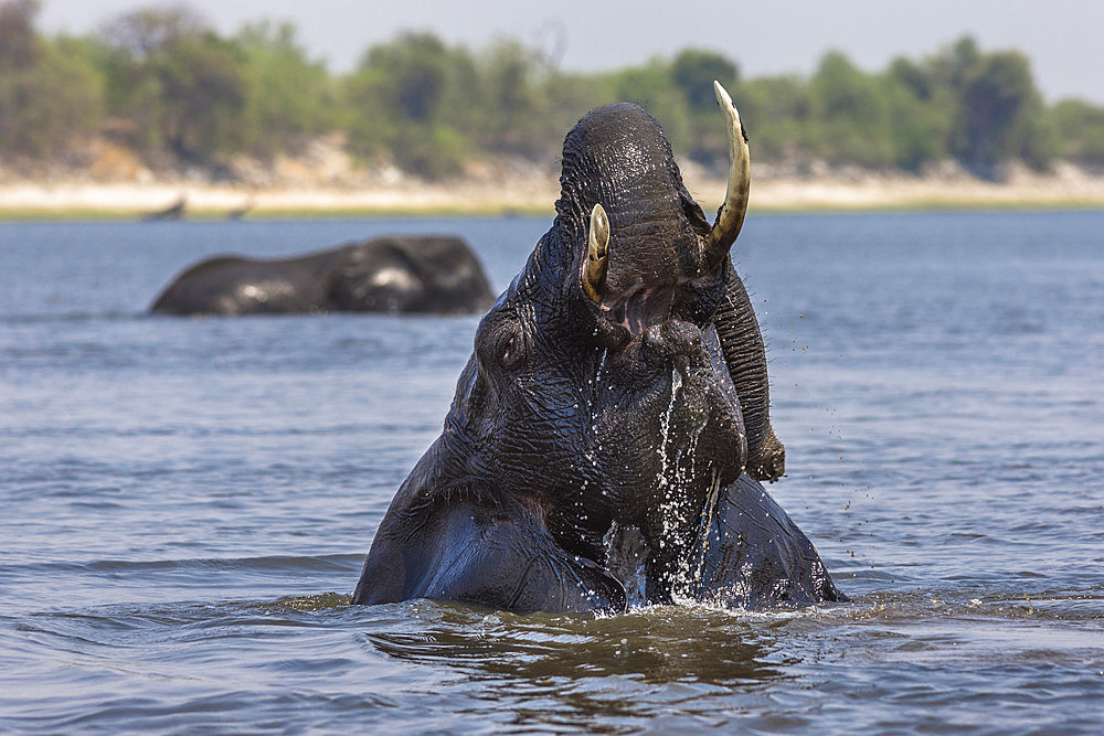 African elephant bull (Loxodonta africana) bathing in the Chobe while crossing the river, Chobe National Park, Botswana, Africa