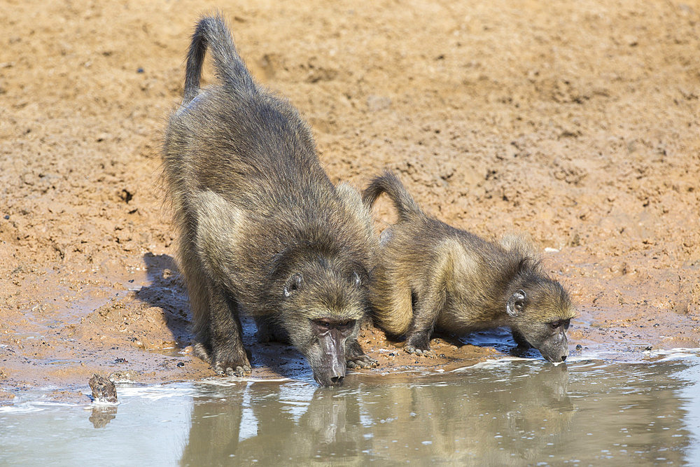 Chacma baboons (Papio cynocephalus) at waterhole, Mkhuze game reserve, KwaZulu-Natal, South Africa, Africa