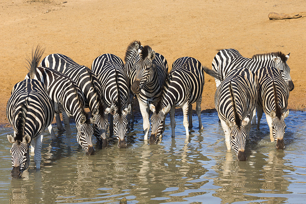 Burchell's zebra (plains zebra) (Equus burchelli) drinking, Mhkuze nature reserve, KwaZulu-Natal, South Africa, Africa