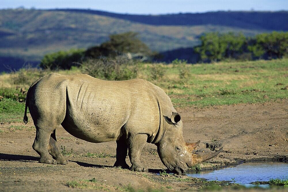 White rhinoceros (rhino), Ceratotherium simum, at water, Hluhluwe, South Africa, Africa