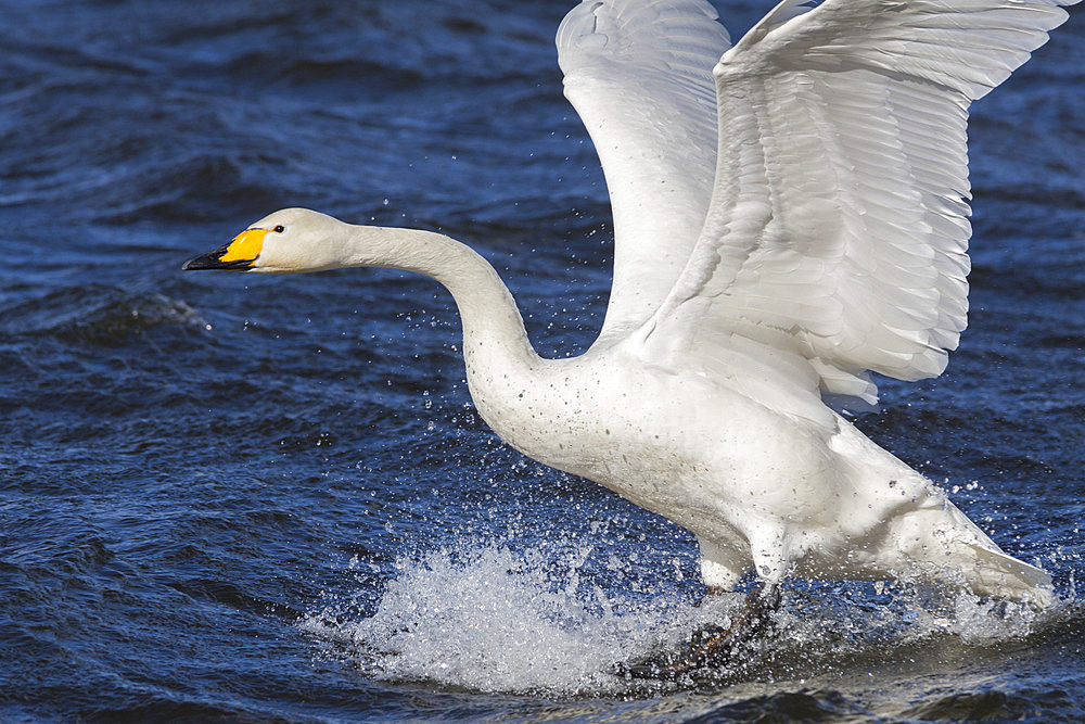 Whooper swan (Cygnus cygnus) flying down on to the water, Welney Wildfowl and Wetlands Trust Reserve, Norfolk, England, United Kingdom, Europe