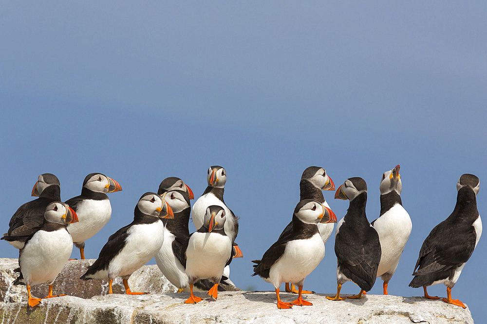 Puffin (Fratercula arctica), Farne Islands, Northumberland, England, United Kingdom, Europe