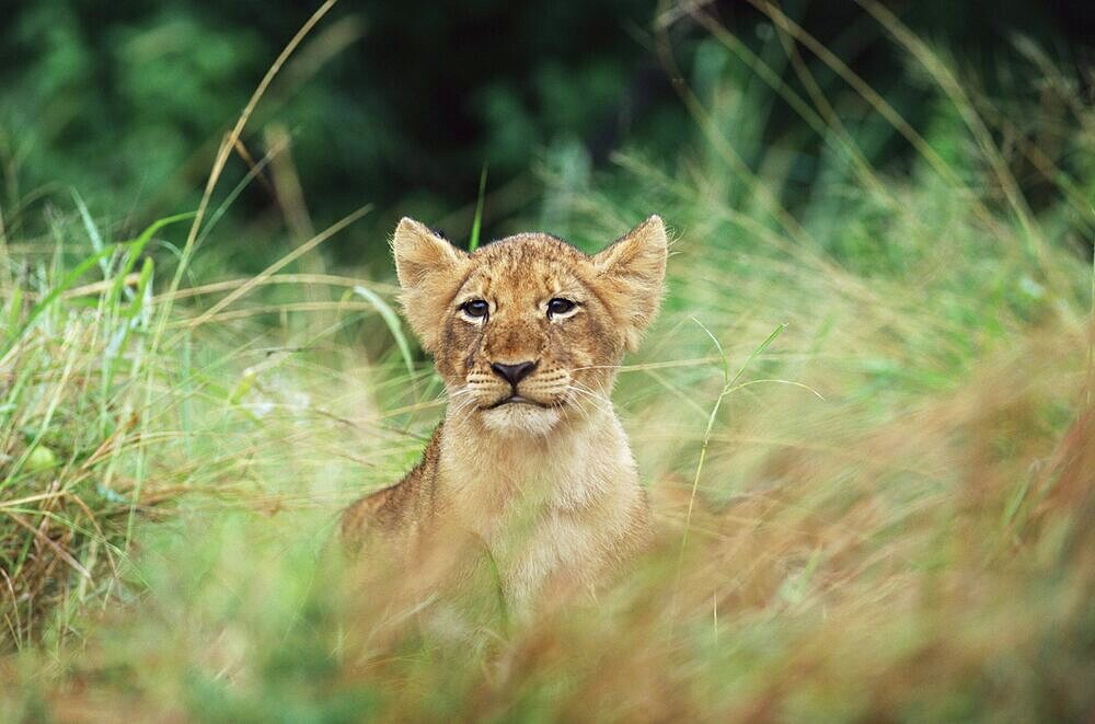 Lion cub, Panthera leo, approximately two to three months old, Kruger National Park, South Africa, Africa