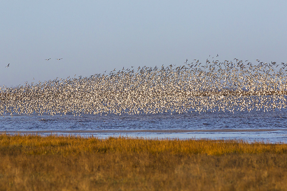 Huge flock of knot (Calidris canutus) in flight, Snettisham RSPB reserve, Norfolk, England, United Kingdom, Europe