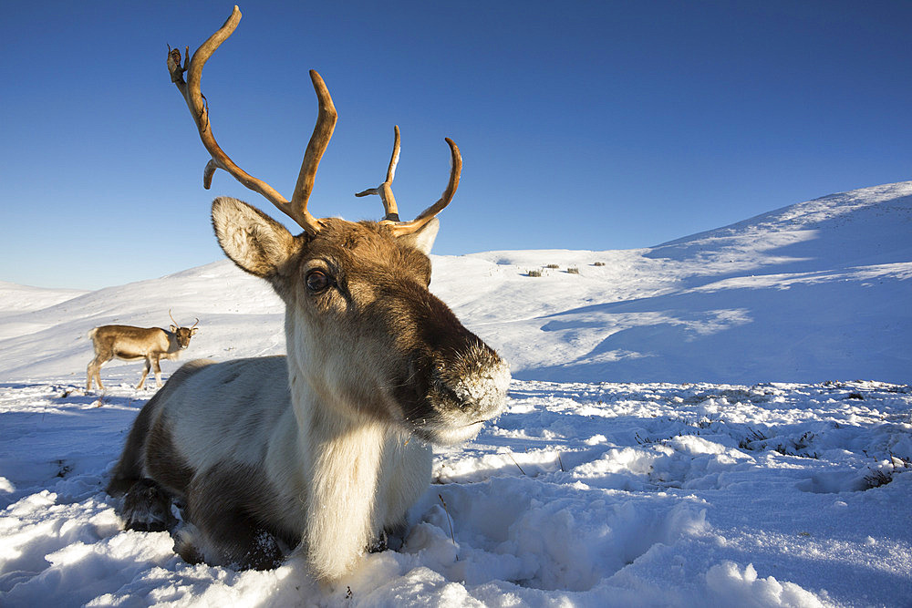 Reindeer (Rangifer tarandus) female, Cairngorms National Park, Scotland, United Kingdom, Europe