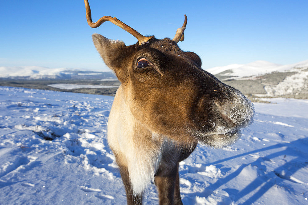 Reindeer (Rangifer tarandus) female, Cairngorms National Park, Scotland, United Kingdom, Europe