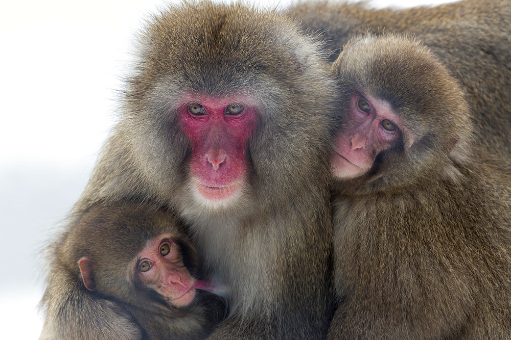 Snow monkey (Macaca fuscata) group with baby cuddling together in the cold, Japanese macaque, captive, Highland Wildlife Park, Kingussie, Scotland, United Kingdom, Europe