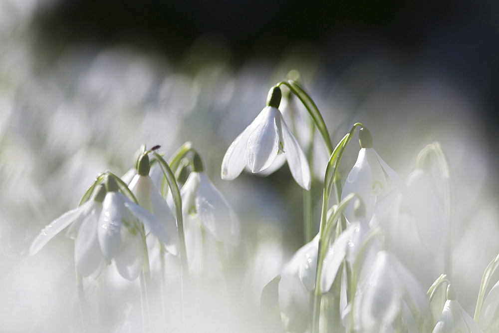 Snowdrops (Galanthus nivalis) Norfolk, England, United Kingdom, Europe