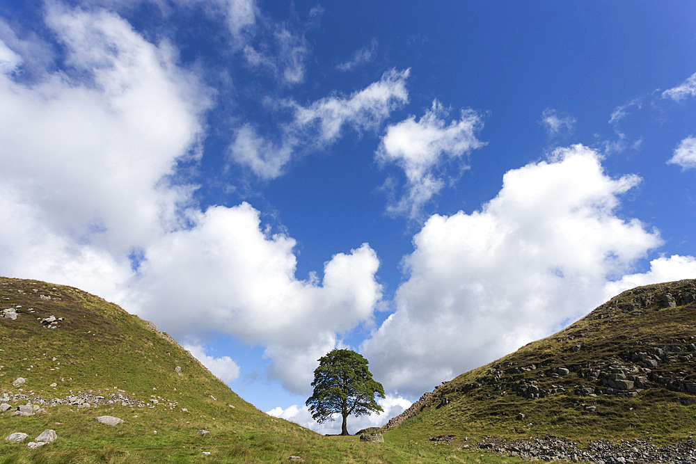 Sycamore gap, Hadrian's Wall, UNESCO World Heritage Site, Northumberland, England, United Kingdom, Europe