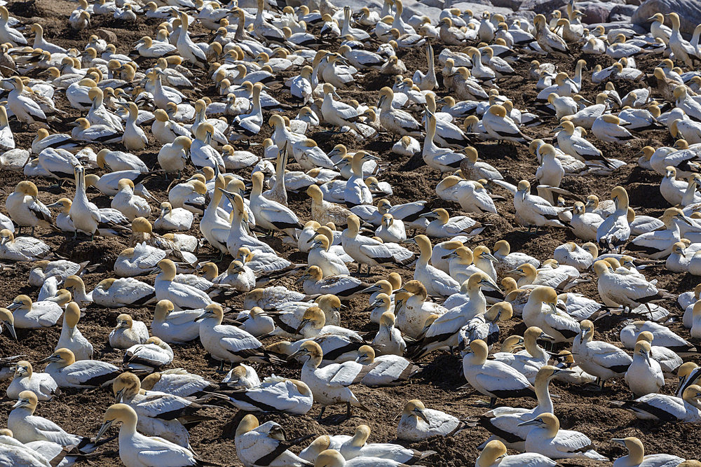 Cape gannet (Morus capensis), breeding colony, Lambert's Bay, South Africa, Africa