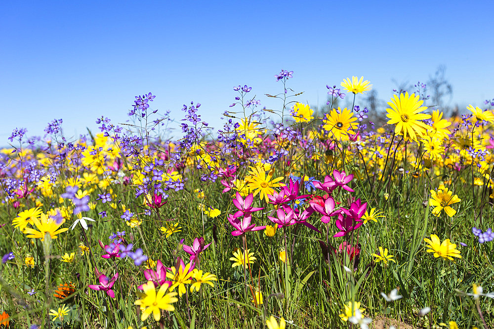 Spring wildflowers, Papkuilsfontein farm, Nieuwoudtville, Northern Cape, South Africa, Africa