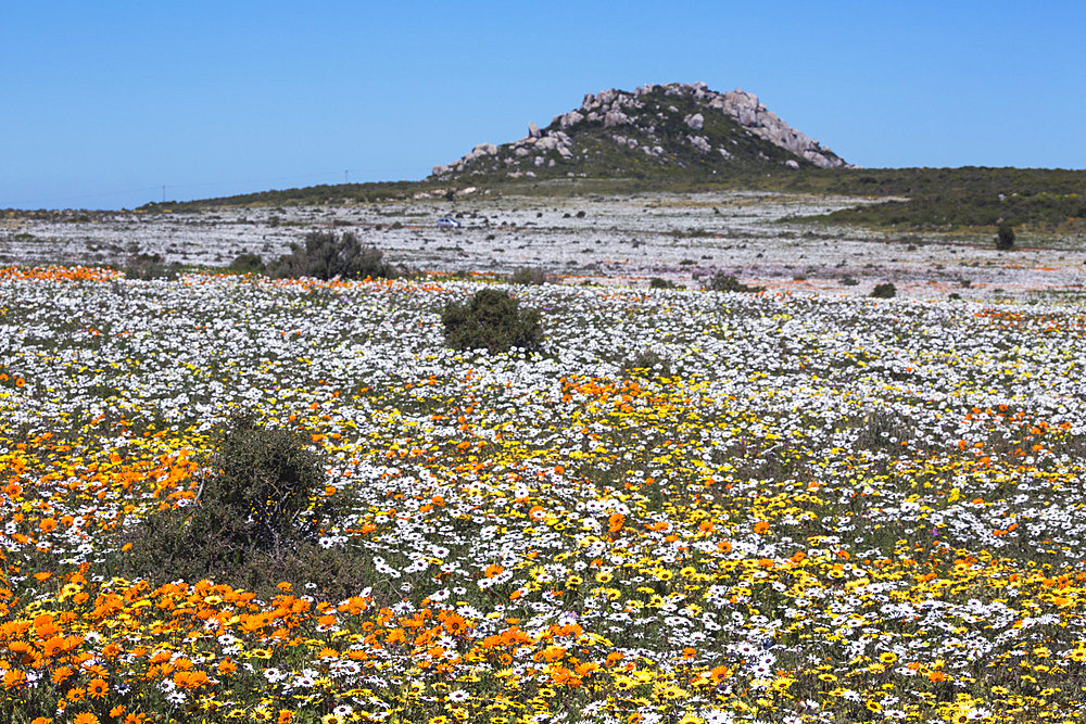 Spring wild flowers, Postberg section, West Coast National Park, Western Cape, South Africa, Africa