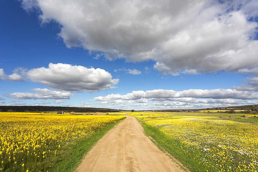 Spring wildflowers, Papkuilsfontein farm, Nieuwoudtville, Northern Cape, South Africa, Africa