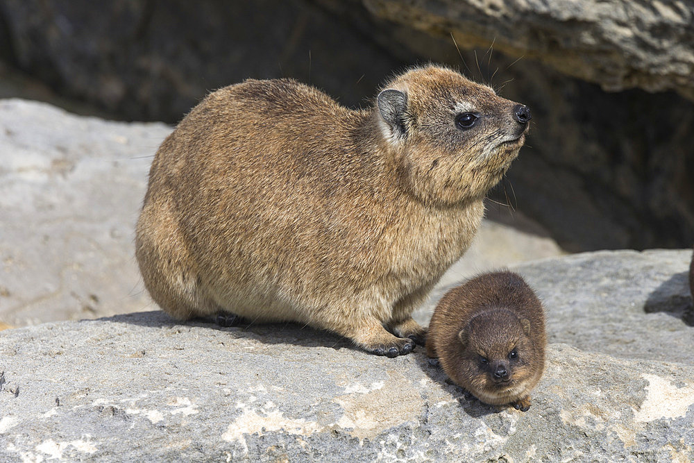 Rock hyrax (dassie) (Procavia capensis), with baby, De Hoop nature reserve, Western Cape, South Africa, Africa