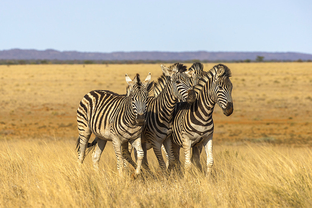 Pains zebra (Equus quagga burchelli), Mokala National Park, South Africa, Africa