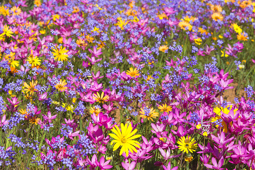 Spring wildflowers, Papkuilsfontein farm, Nieuwoudtville, Northern Cape, South Africa, Africa