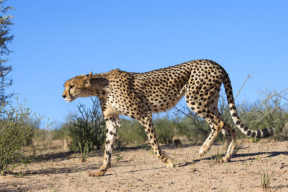 Cheetah (Acinonyx jubatus), Kgalagadi Transfrontier Park, Northern Cape, South Africa, Africa