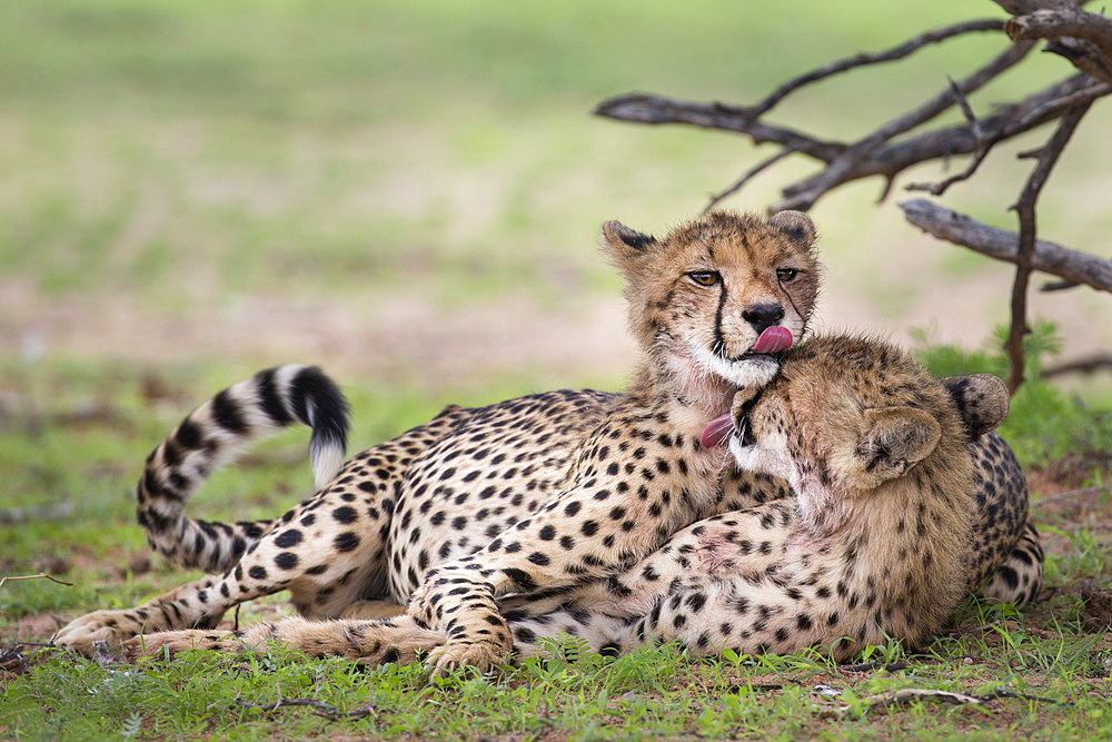 Cheetah cubs (Acinonyx jubatus), cleaning each other after eating, Kgalagadi Transfrontier Park, Northern Cape, South Africa, Africa