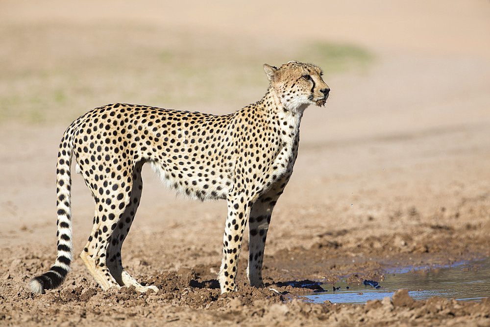 Cheetah (Acinonyx jubatus) at water, Kgalagadi Transfrontier Park, Northern Cape, South Africa, Africa