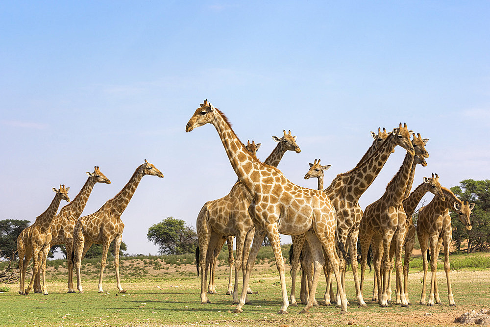 Giraffes (Giraffa camelopardalis) in a group, Kgalagadi Transfrontier Park, Northern Cape, South Africa, Africa