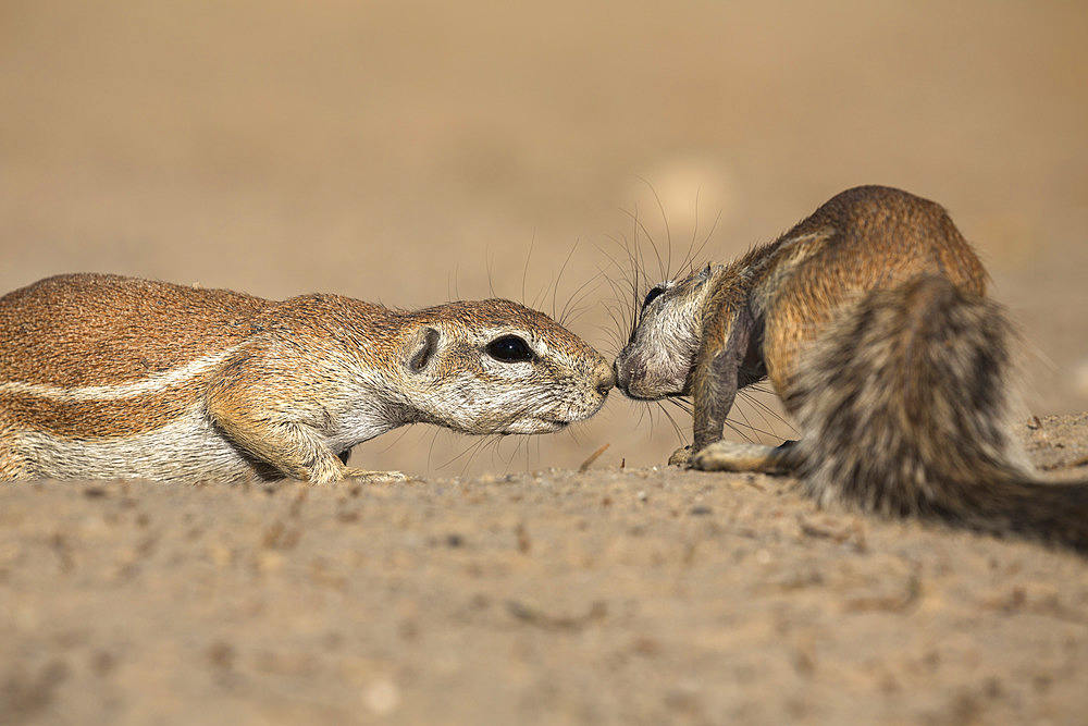 Ground squirrels (Xerus inauris), Kgalagadi Transfrontier Park, Northern Cape, South Africa, Africa