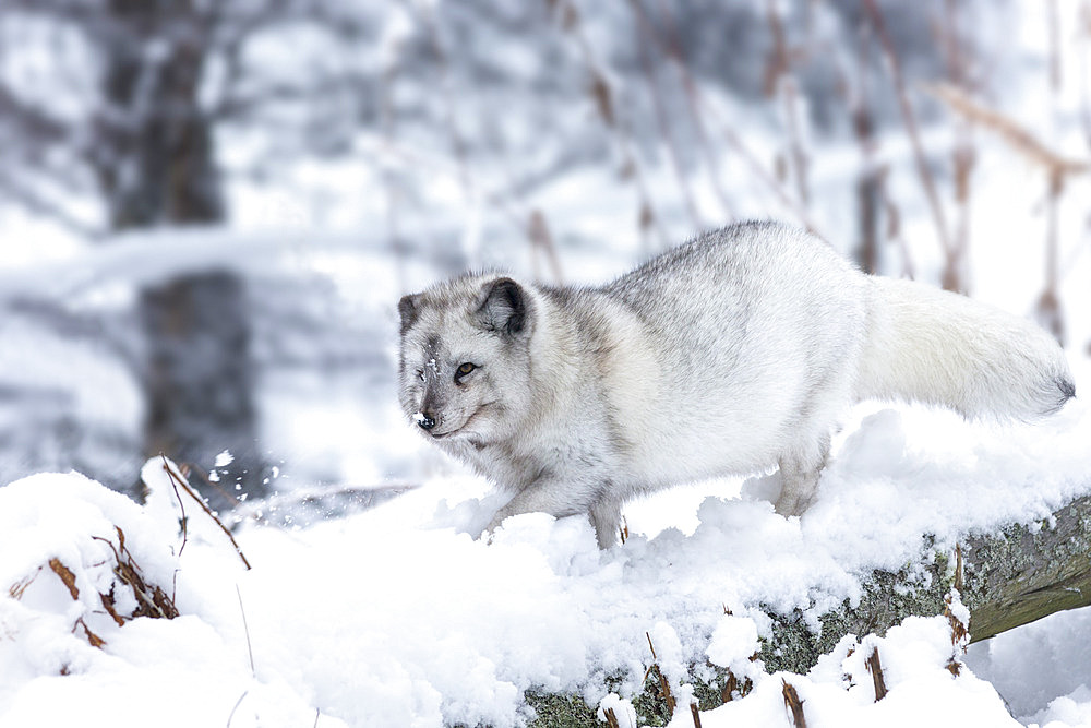 Arctic fox vixen (Vulpes lagopus), captive, Highland Wildlife Park, Kingussie, Scottish Highlands, Scotland, United Kingdom, Europe