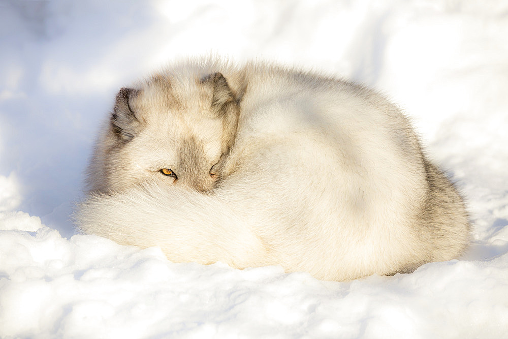 Arctic fox vixen (Vulpes lagopus), captive, Highland Wildlife Park, Kingussie, Scottish Highlands, Scotland, United Kingdom, Europe