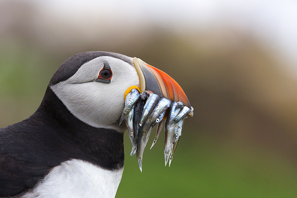 Puffin (Fratercula arctica) with sand eels, Farne Islands, Northumberland, England, United Kingdom, Europe