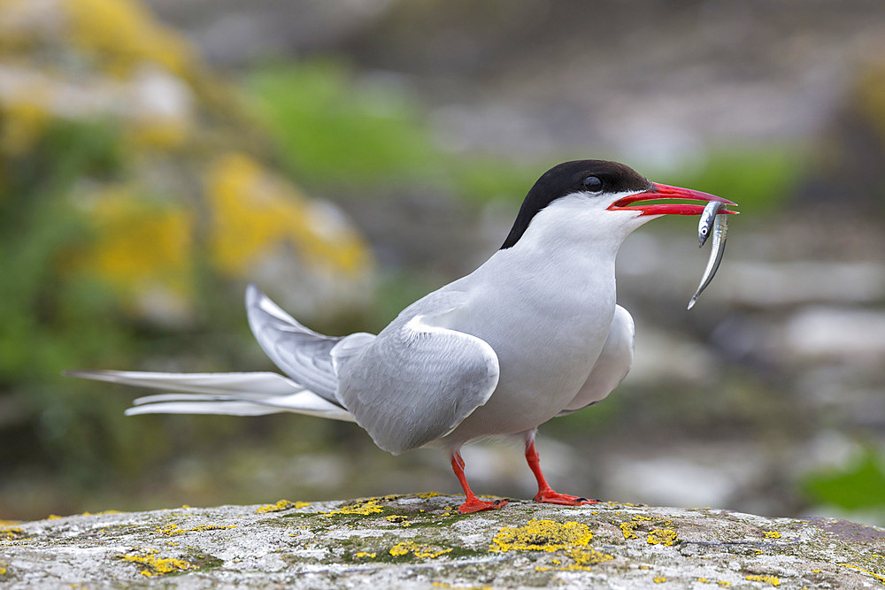 Arctic tern (Sterna paradisaea) with sand eel, Inner Farne, Farne Islands, Northumberland, England, United Kingdom, Europe