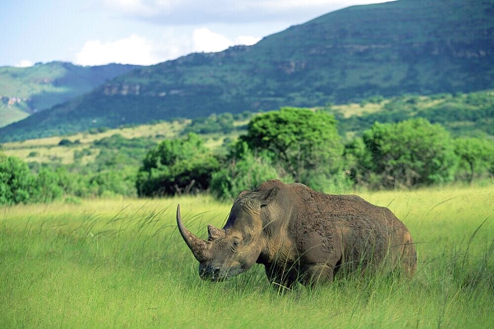 White rhinoceros (rhino), Ceratherium sumum, Itala Game Reserve, KwaZulu-Natal, South Africa, Africa