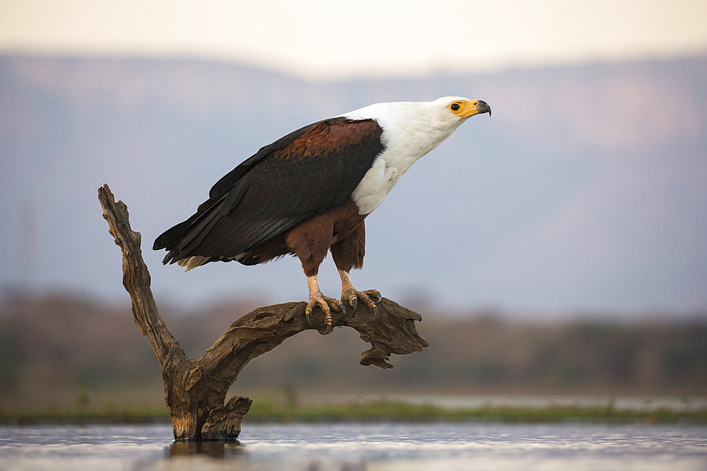 African fish eagle (Haliaeetus vocifer), Zimanga private game reserve, KwaZulu-Natal, South Africa, Africa