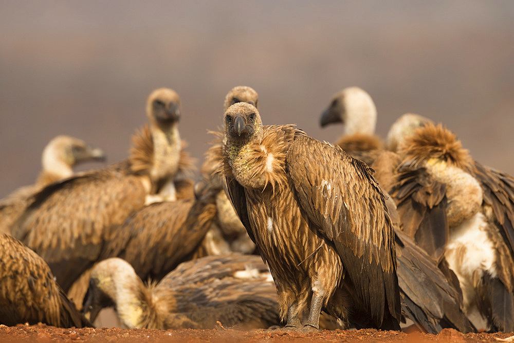 Whitebacked vultures (Gyps africanus), Zimanga private game reserve, KwaZulu-Natal, South Africa, Africa