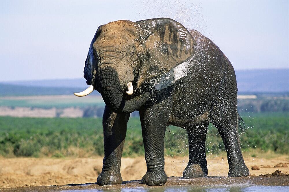 African elephant, Loxodonta africana, bathing and covering itself in mud, Greater Addo National Park, South Africa, Africa