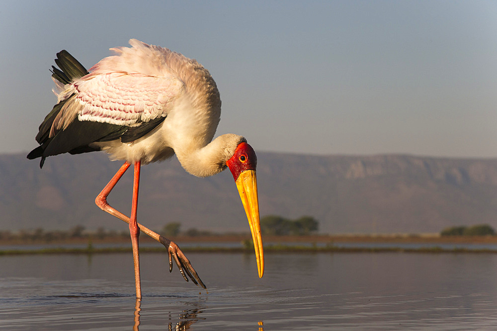 Yellowbilled stork (Mycteria ibis), Zimanga private game reserve, KwaZulu-Natal, South Africa, Africa