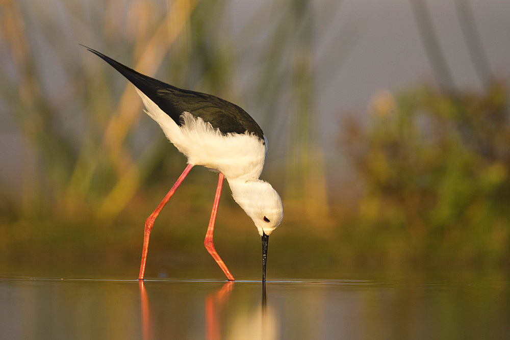 Blackwinged stilt (Himantopus himantopus), Zimanga private game reserve, KwaZulu-Natal, South Africa, Africa