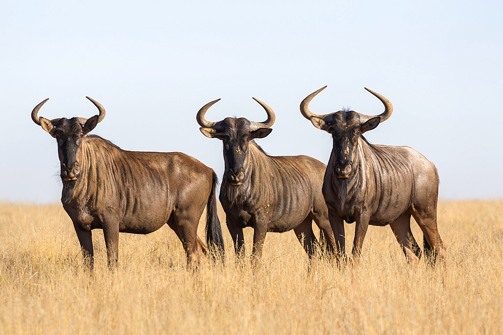 Common (blue) wildebeest (gnu) (Connochaetes taurinus), Mokala National Park, South Africa, Africa