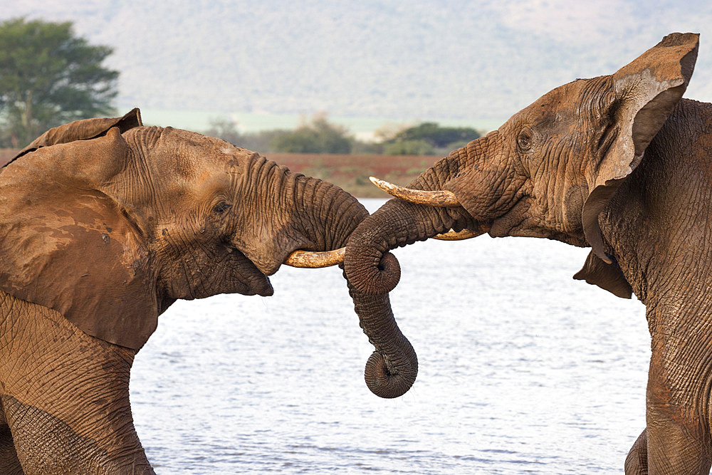 African elephants (Loxodonta africana) wrestling, Zimanga private game reserve, KwaZulu-Natal, South Africa, Africa