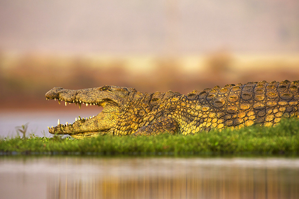 Nile crocodile (Crocodylus niloticus), Zimanga private game reserve, KwaZulu-Natal, South Africa, Africa