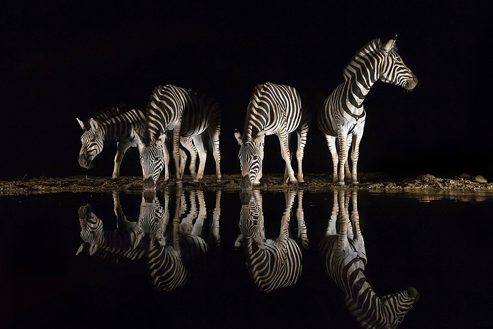 Plains zebra (Equus quagga) drinking at night, Zimanga private game reserve, KwaZulu-Natal, South Africa, Africa