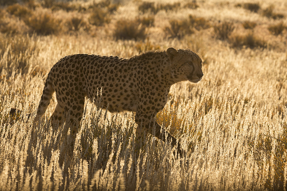 Cheetah (Acinonyx jubatus), Kgalagadi Transfrontier Park, Northern Cape, South Africa, Africa