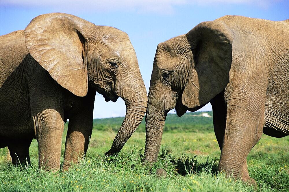 Two African elephants, Loxodonta africana, Addo, South Africa, Africa