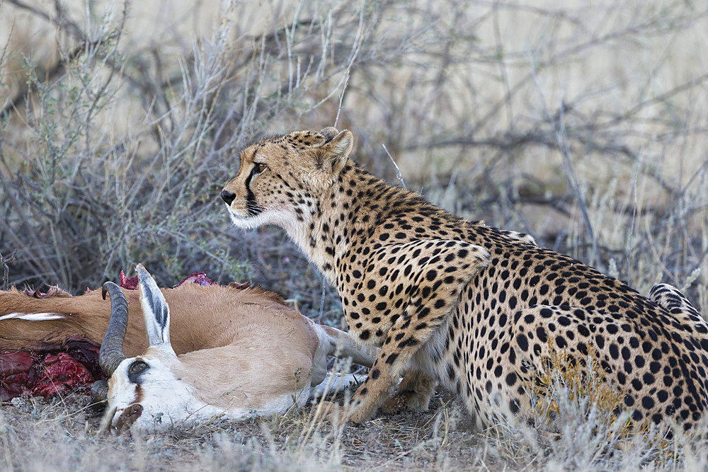 Cheetah (Acinonyx jubatus) on springbok kill, Kgalagadi Transfrontier Park, Northern Cape, South Africa, Africa