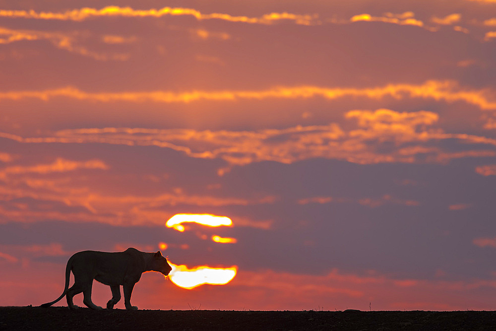 Lioness (Panthera leo) at dawn, Zimanga private game reserve, KwaZulu-Natal, South Africa, Africa