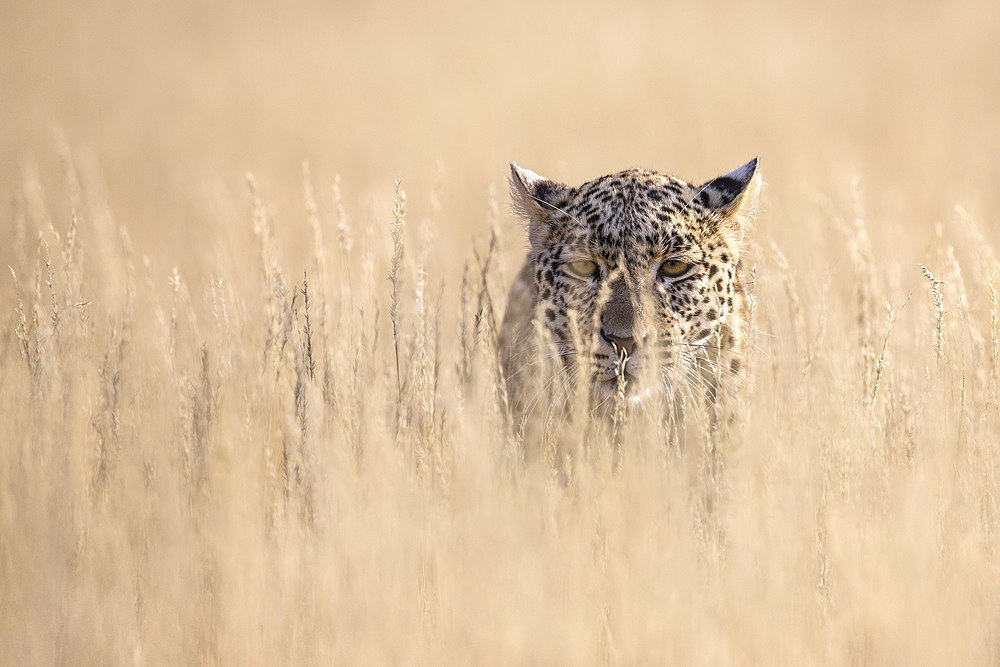 Leopard female (Panthera pardus), Kgalagadi Transfrontier Park, South Africa, Africa