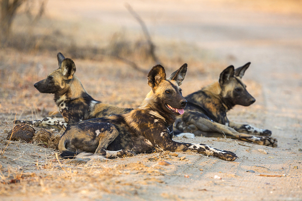 African wild dog (Lycaon pictus) at rest, Kruger National Park, South Africa, Africa