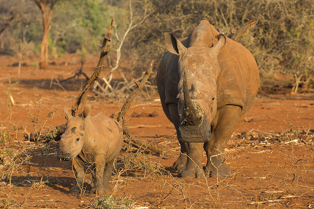 White rhino (Ceratotherium simum) cow with calf, Zimanga private game reserve, KwaZulu-Natal, South Africa, Africa