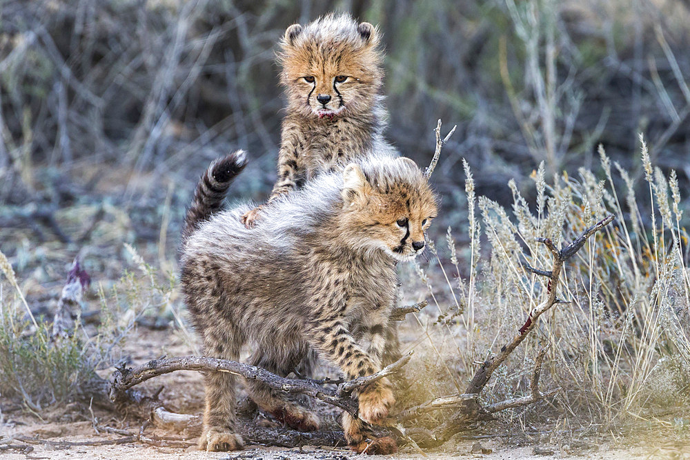 Cheetah (Acinonyx jubatus) cubs, Kgalagadi Transfrontier Park, Northern Cape, South Africa, Africa