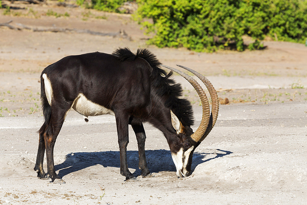 Sable (Hippotragus niger) licking salt, Chobe National Park, Botswana, Africa