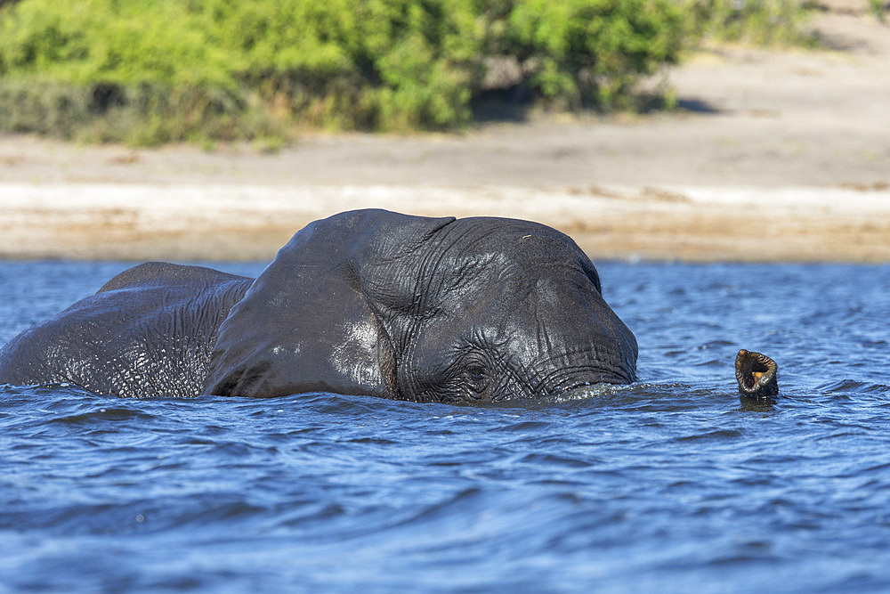 African elephant (Loxodonta africana) crossing river, Chobe River, Botswana, Africa